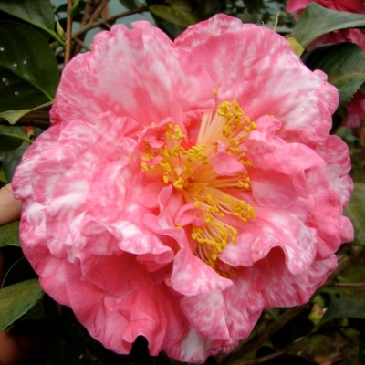 Lauren Tudor Pink Variegated